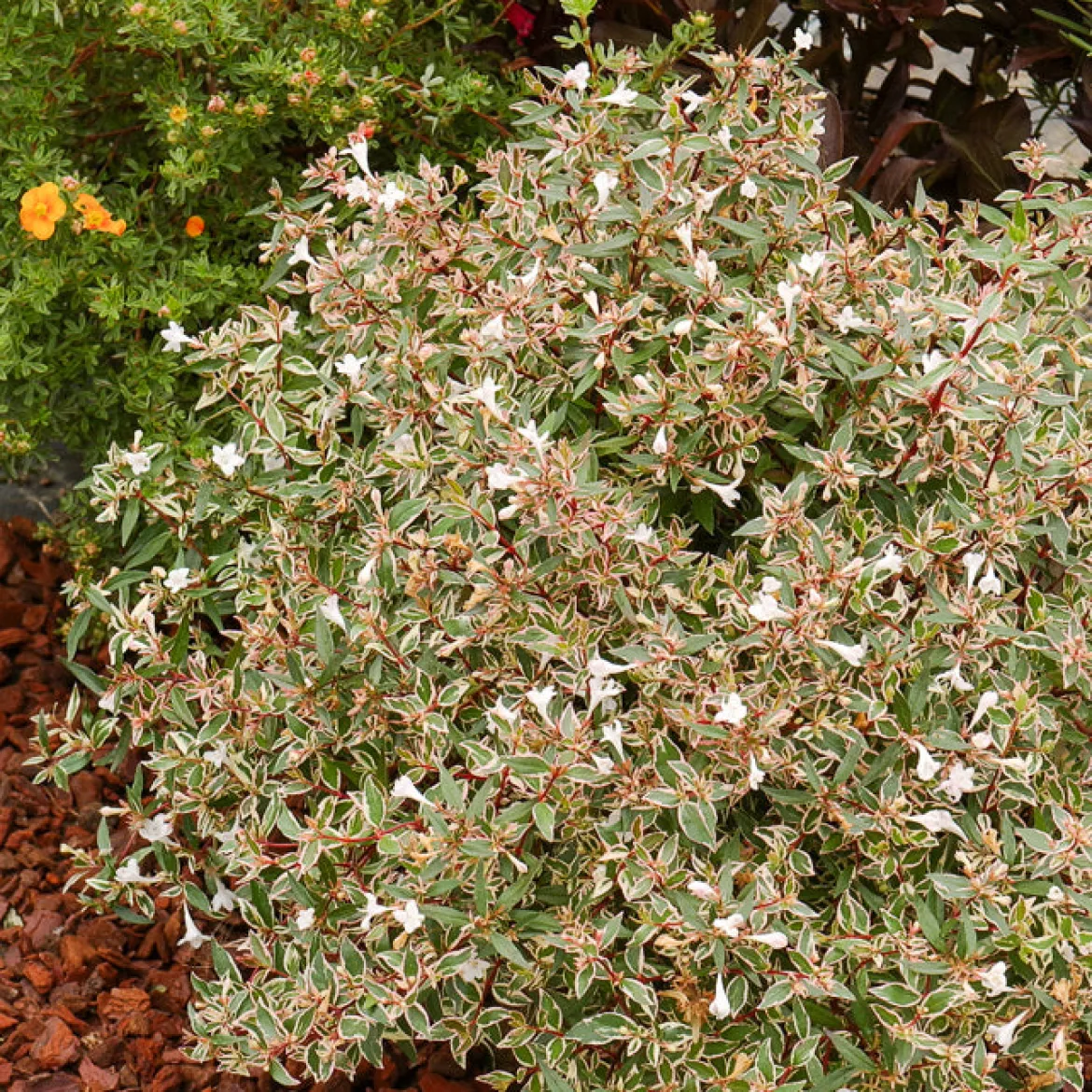 Abélia à grandes fleurs Confetti - Feuillage panaché toute l'année