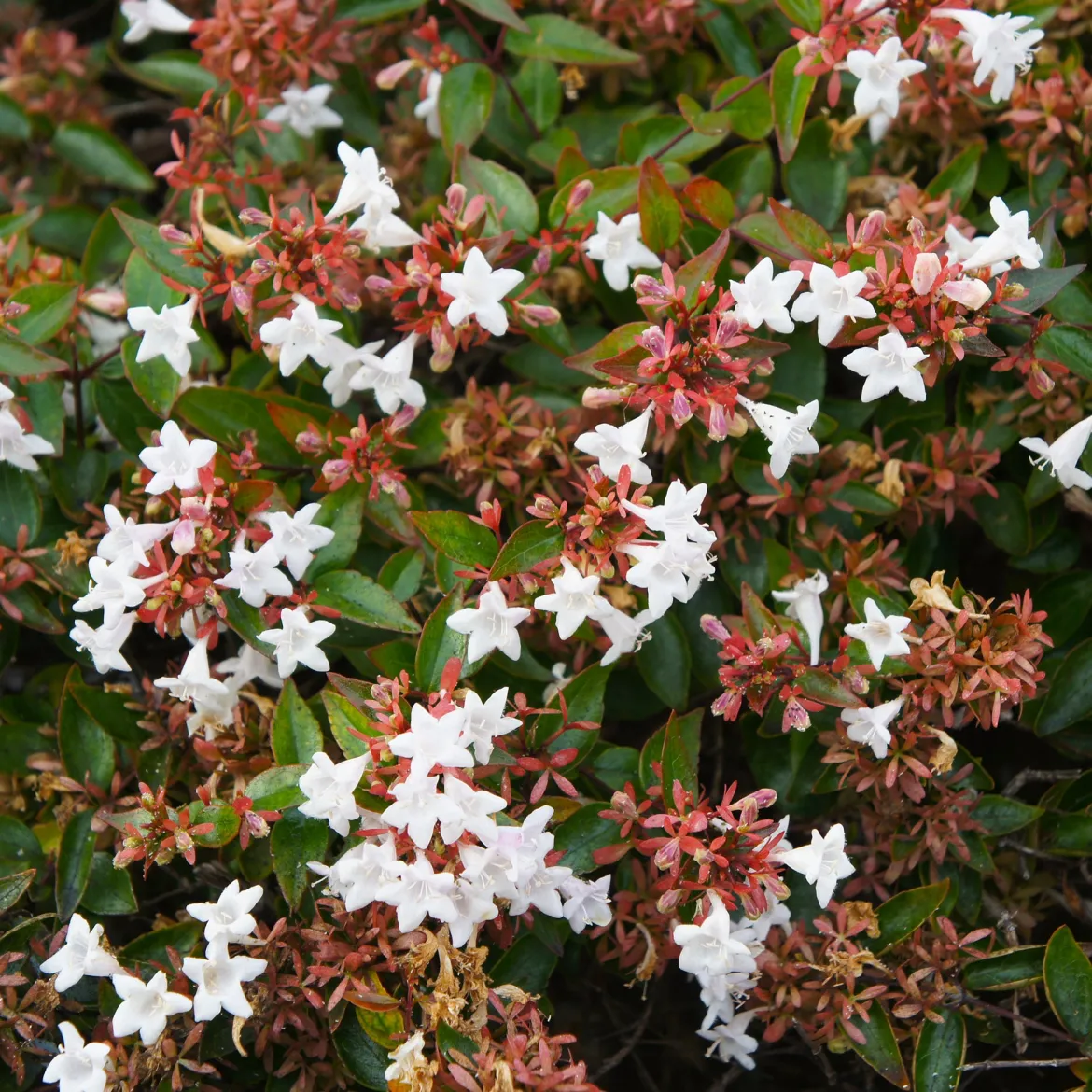 Abélia à grandes fleurs - Fleuri tout l'été sans effort
