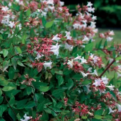 Abélia à grandes fleurs - Fleuri tout l'été sans effort