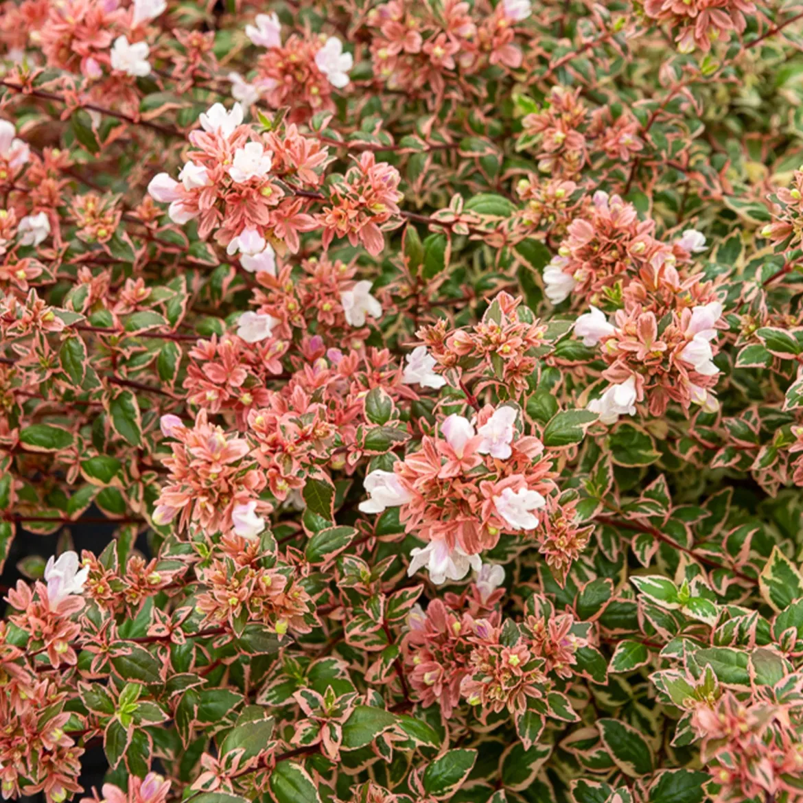Abélia à grandes fleurs Magic Daydream® - Fleurs et couleurs 6 mois