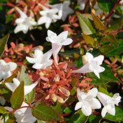 Abélia à grandes fleurs Pisto - Fleurs 6 mois, zéro effort