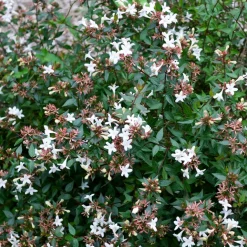 Abélia à grandes fleurs Sherwood - Fleurs tout l'été sans effort