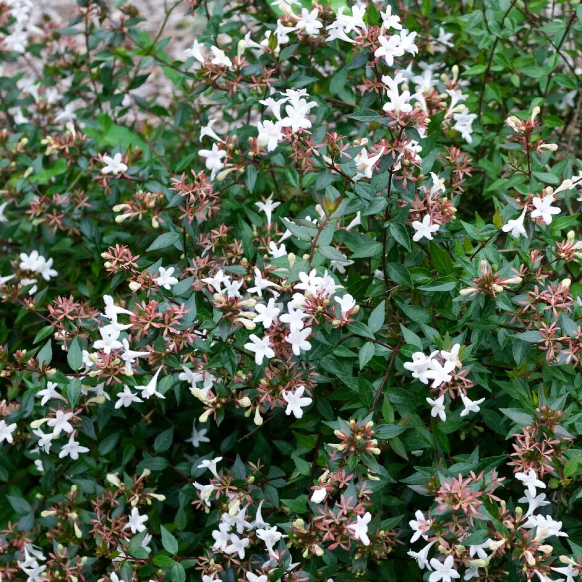 Abélia à grandes fleurs Sherwood - Fleurs tout l'été sans effort