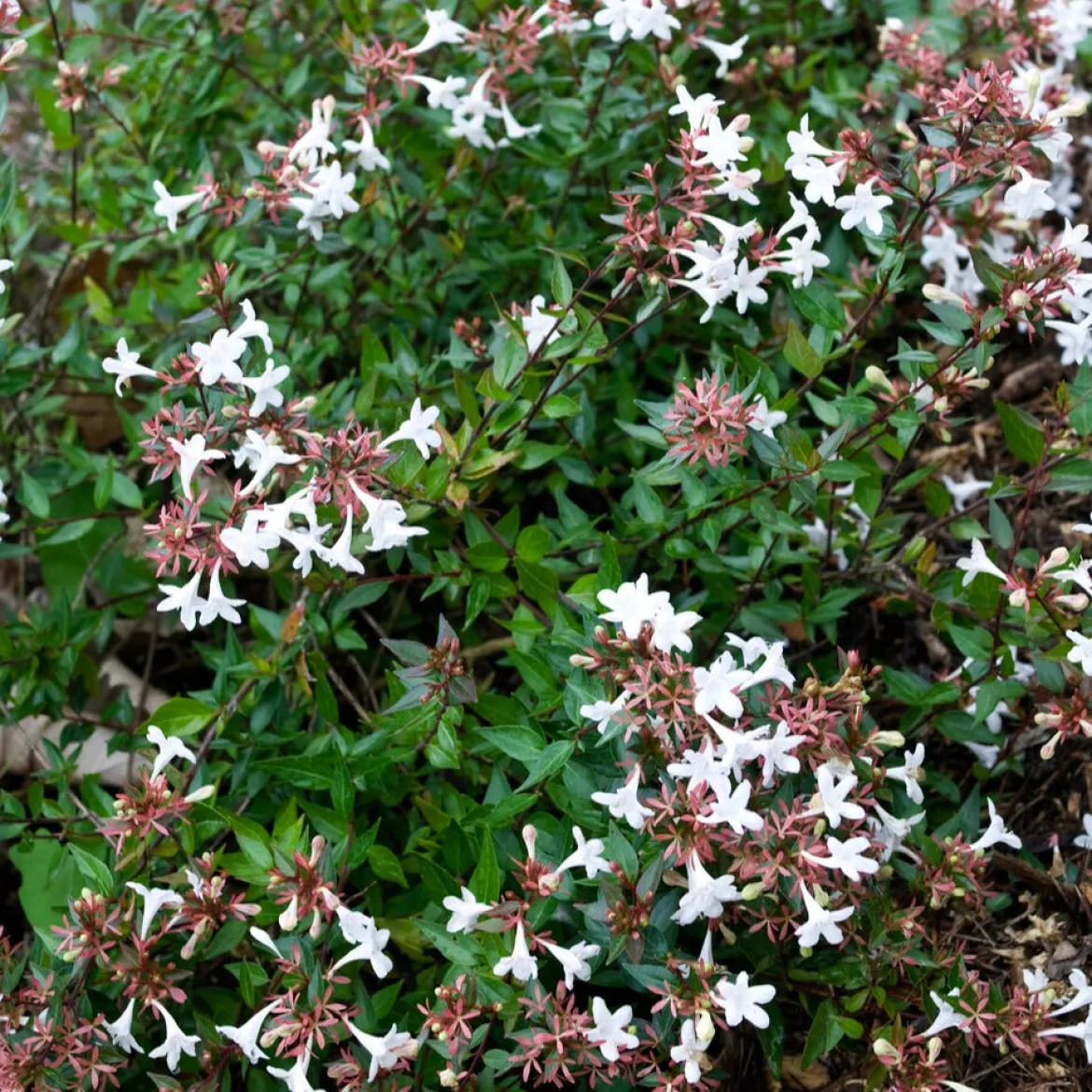 Abélia à grandes fleurs Sherwood - Fleurs tout l'été sans effort