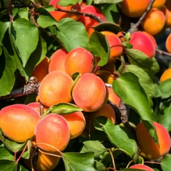 Abricotier Pêche De Nancy - Des abricots juteux chez vous