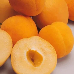 Abricotier Polonais - Des abricots même en montagne