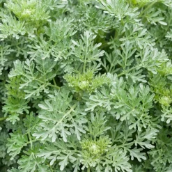 Absinthe Lambrook Silver - L'argent qui illumine le jardin