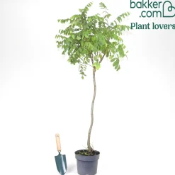 Acacia boule sur tige - Une boule verte prête à planter