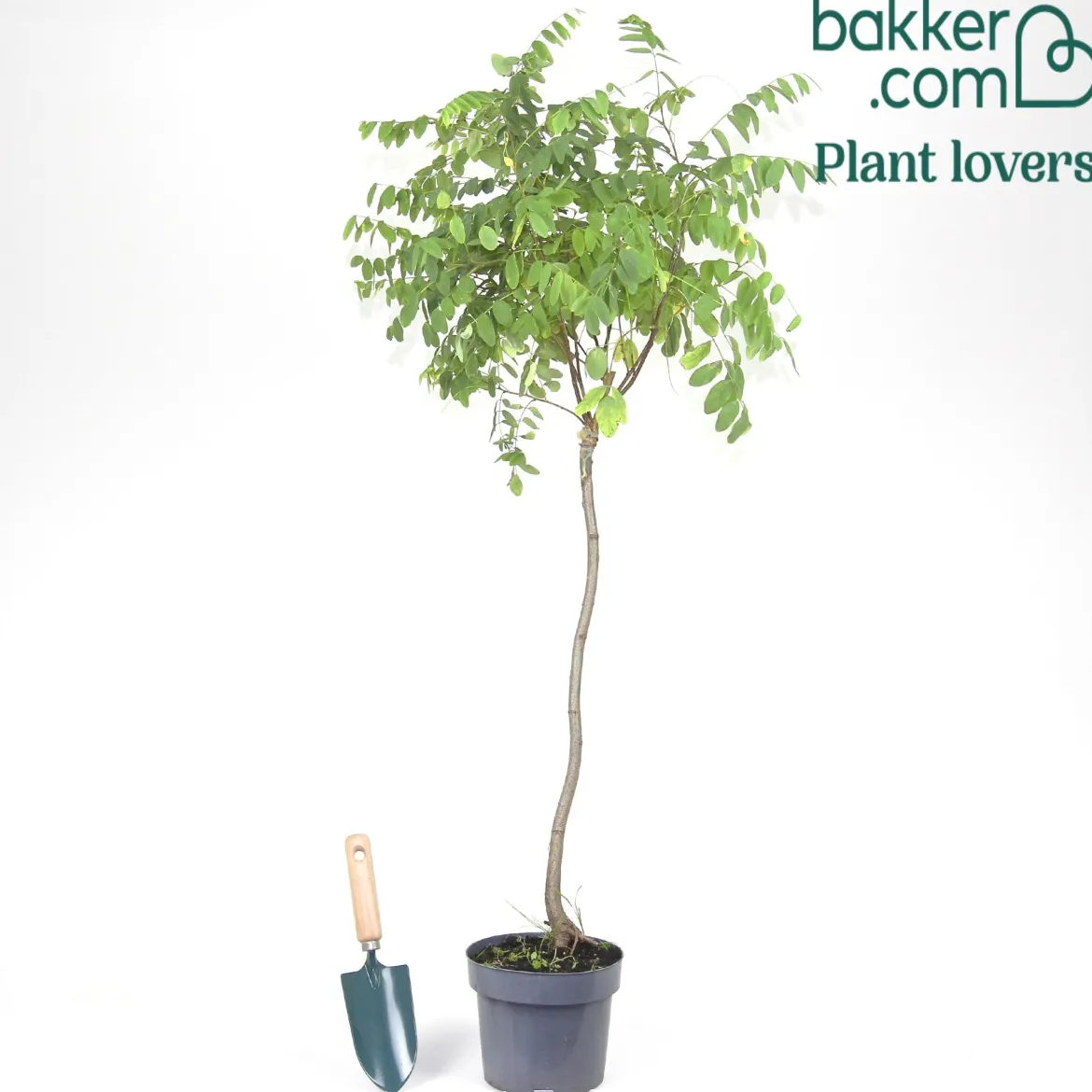 Acacia boule sur tige - Une boule verte prête à planter