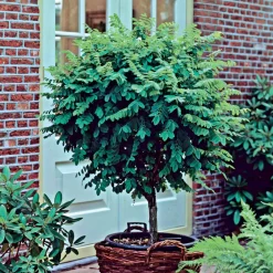 Acacia boule sur tige - Une boule verte prête à planter