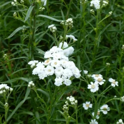 Achillea ptarmica The Pearl - Des perles blanches tout l'été