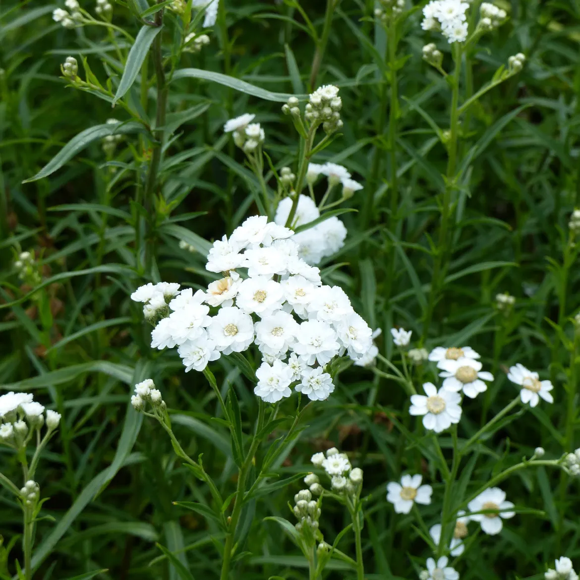 Achillea ptarmica The Pearl - Des perles blanches tout l'été