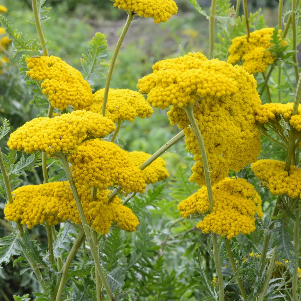 Achillée Cloth Of Gold - Des plateaux d'or tout l'été