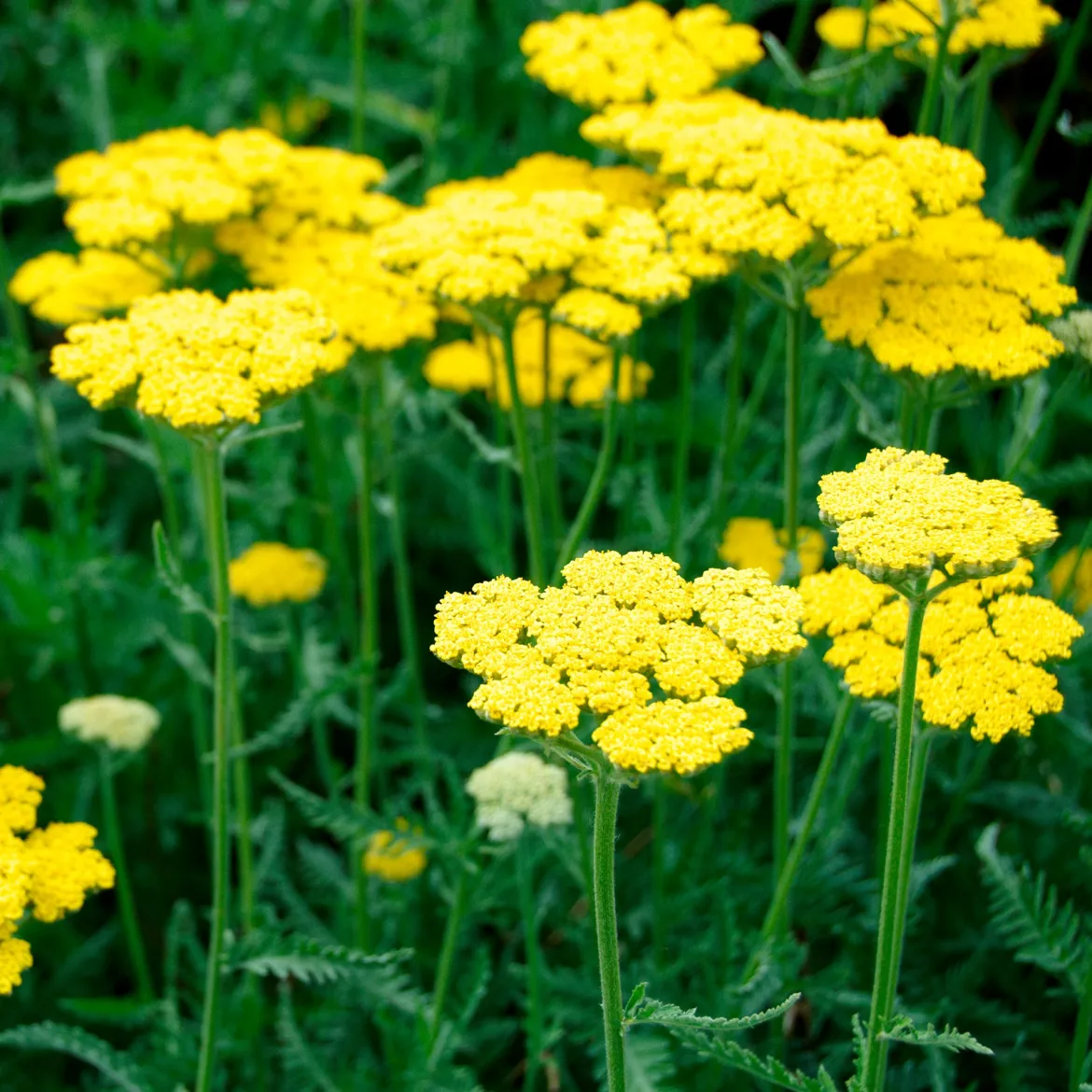 Achillée Coronation Gold - L'or au jardin tout l'été