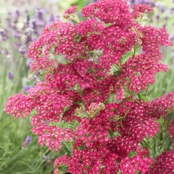 Achillée millefeuille Excel - Du rouge vif tout l'été