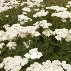 Achillée millefeuille Heinrich Vogeler - Fleurs coupées tout l'été