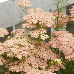 Achillée millefeuille Lachsschönheit - Rose saumon tout l'été