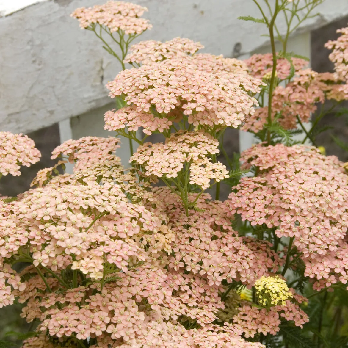 Achillée millefeuille Lachsschönheit - Rose saumon tout l'été