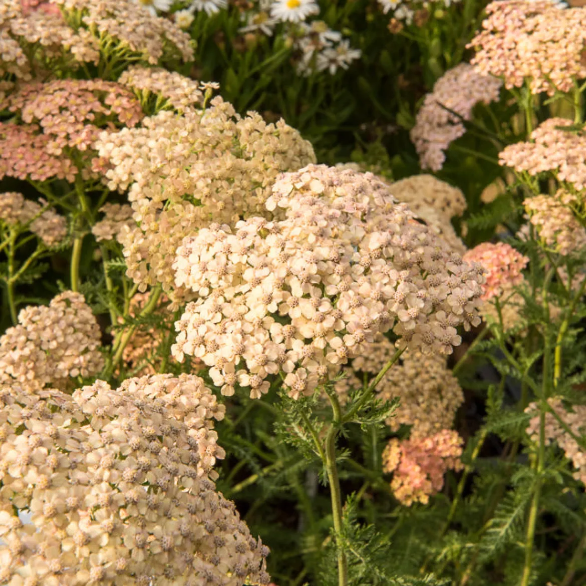 Achillée millefeuille Lachsschönheit - Rose saumon tout l'été