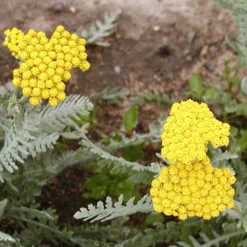 Achillée millefeuille Little Moonshine - Du jaune tout l'été