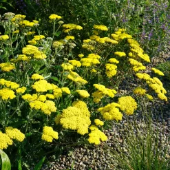 Achillée millefeuille Little Moonshine - Du jaune tout l'été