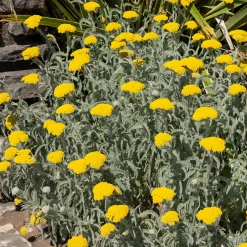 Achillée millefeuille Little Moonshine - Du jaune tout l'été