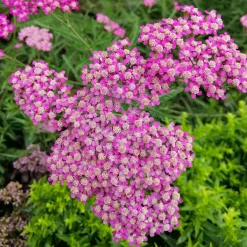 Achillée millefeuille Mily Rock - Du rose tout l'été