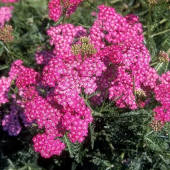 Achillée millefeuille Mily Rock - Du rose tout l'été