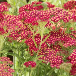Achillée millefeuille Paprika - Du rouge tout l'été
