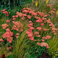 Achillée millefeuille Paprika - Du rouge tout l'été