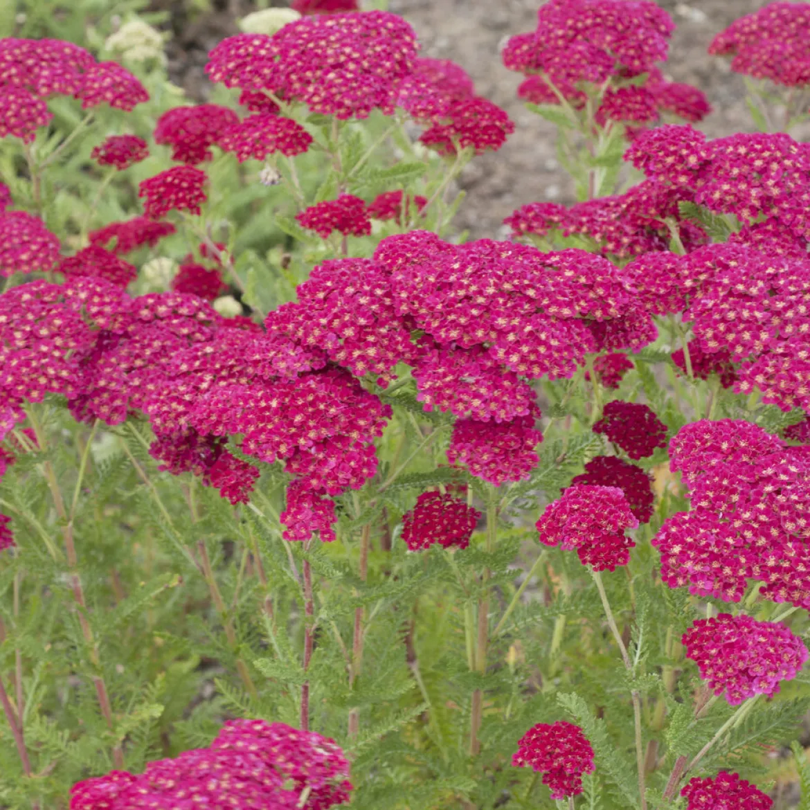 Achillée millefeuille Pomegranate - Du rouge vif tout l'été