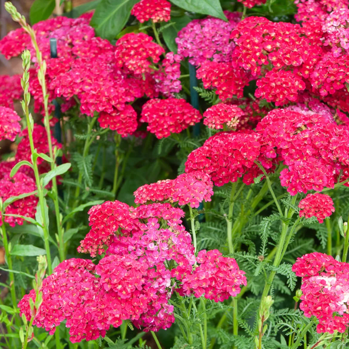 Achillée millefeuille Pomegranate - Du rouge vif tout l'été