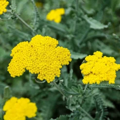 Achillée Moonshine - Du jaune tout l'été sans effort