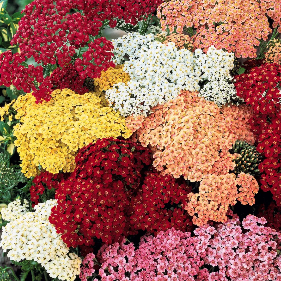 3 Achillées en mélange - Un massif fleuri sans effort