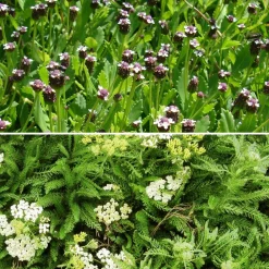 2 Achillées et 1 Lippia en mélange - Idéal pour stabiliser les talus