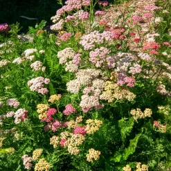 Achillées millefeuille Summer Pastels F2 en mélange - Des bouquets tout l'été
