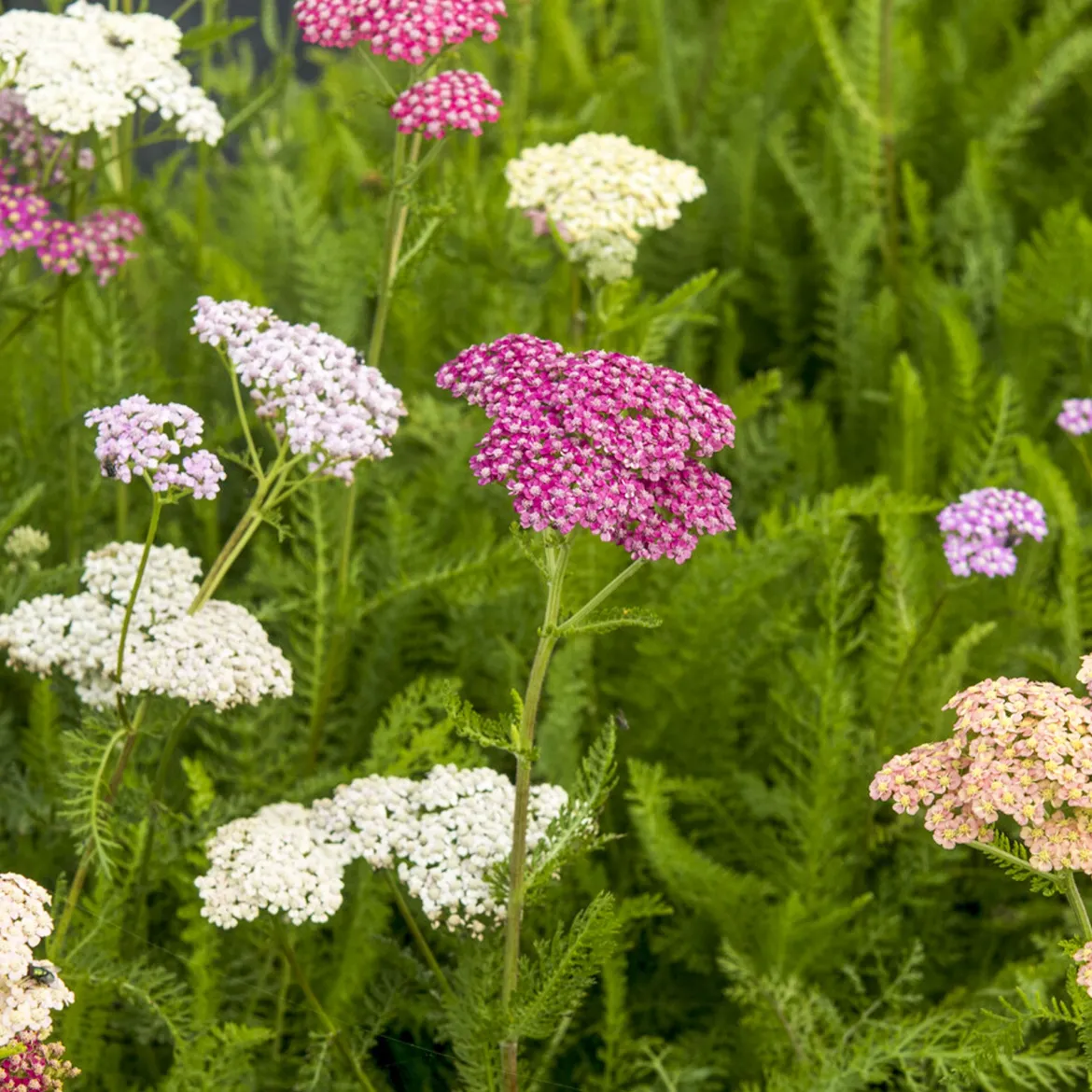 Achillée Summer Pastels - Un massif fleuri sans effort