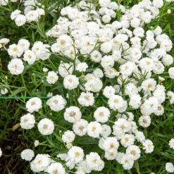 Achillée The Pearl - Des pompons blancs tout l'été