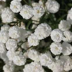 Achillée The Pearl - Des pompons blancs tout l'été