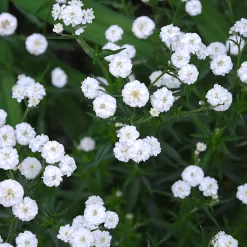 Achillée The Pearl - Des pompons blancs tout l'été
