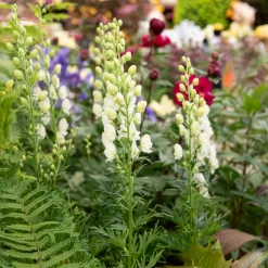 Aconit blanc - La verticale blanche du jardin