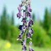 Aconit Purple Sparrow - Le violet qui monte haut