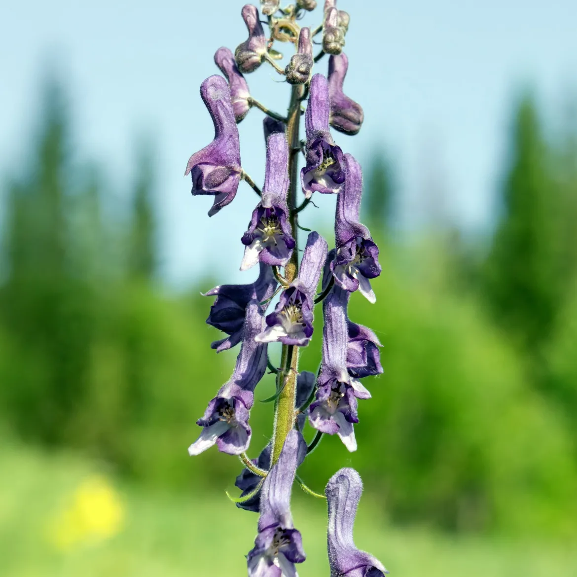 Aconit Purple Sparrow - Le violet qui monte haut