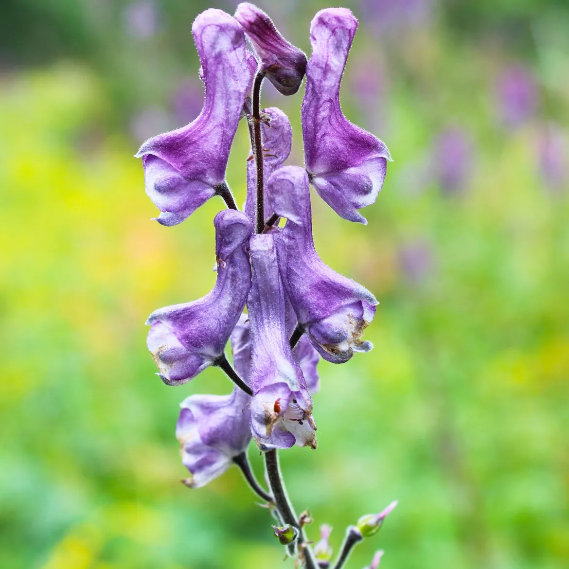 Aconit Purple Sparrow - Le violet qui monte haut