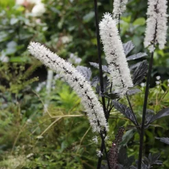Actée simplex atropurpurea - L'ombre en beauté noire