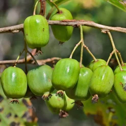 Actinidia arguta 'Issai' - Le kiwi qui pousse tout seul