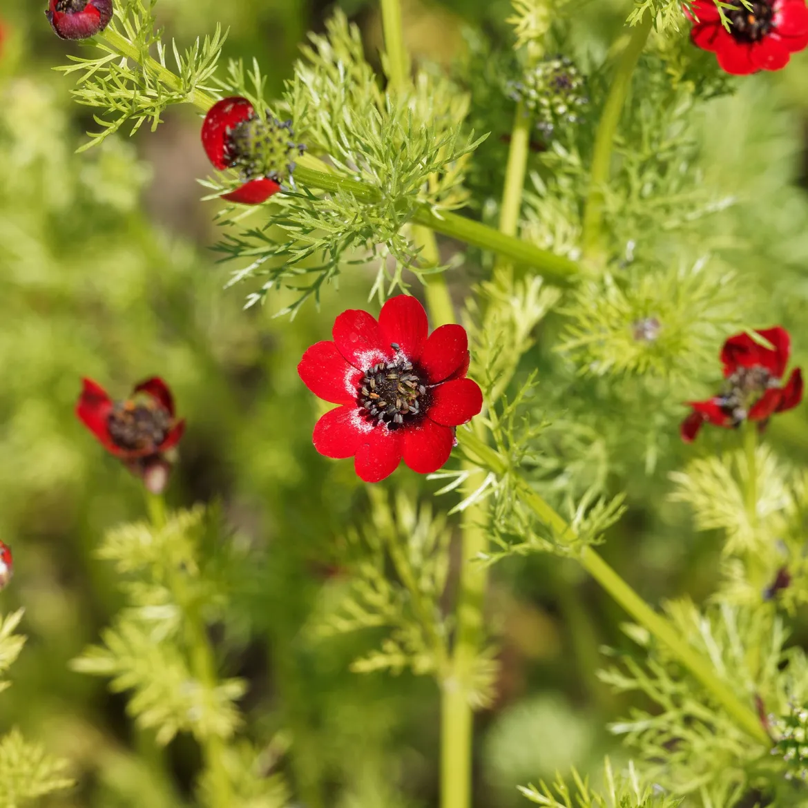 Adonis d'été Deep Red - Un rouge intense au jardin