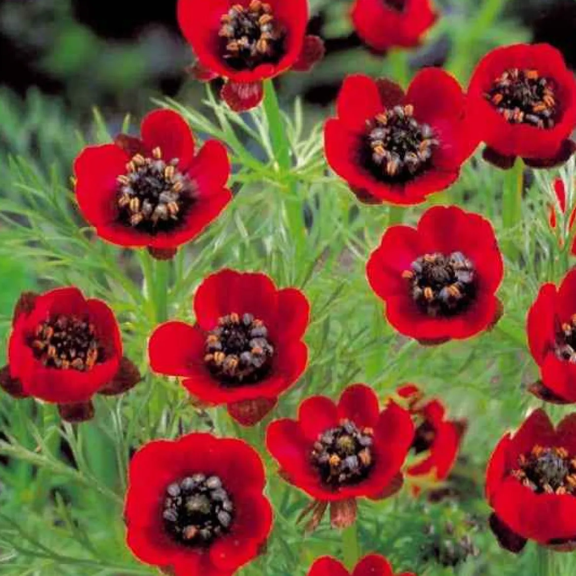 Adonis d'été Deep Red - Un rouge intense au jardin