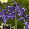 Agapanthe Black Pantha - Le violet le plus intense