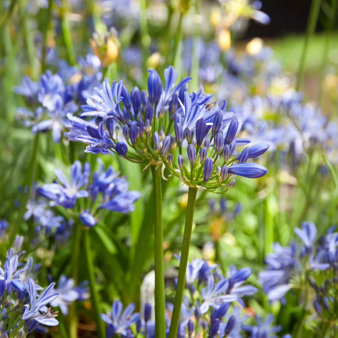Agapanthe Charlotte - Fleurs bleues sans effort